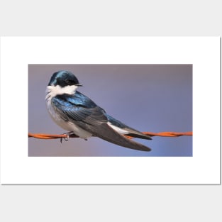 Stunning Tree Swallow Songbird on a Wire Posters and Art